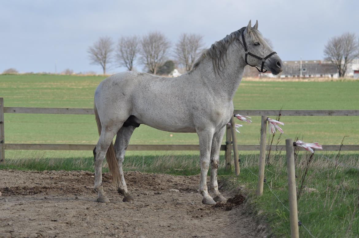 Pura Raza Española Guerrer billede 6
