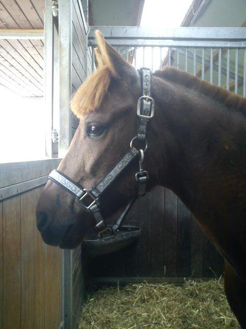 Anden særlig race Fighter *Nu søster´s Pony*<3 billede 11