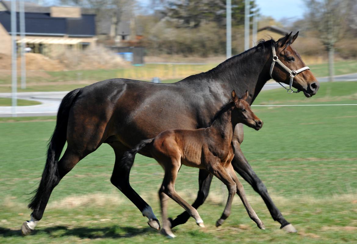 Dansk Varmblod Rosenheim billede 20