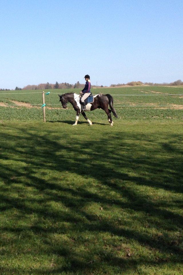 Pinto Team Ravnings Zander. billede 16