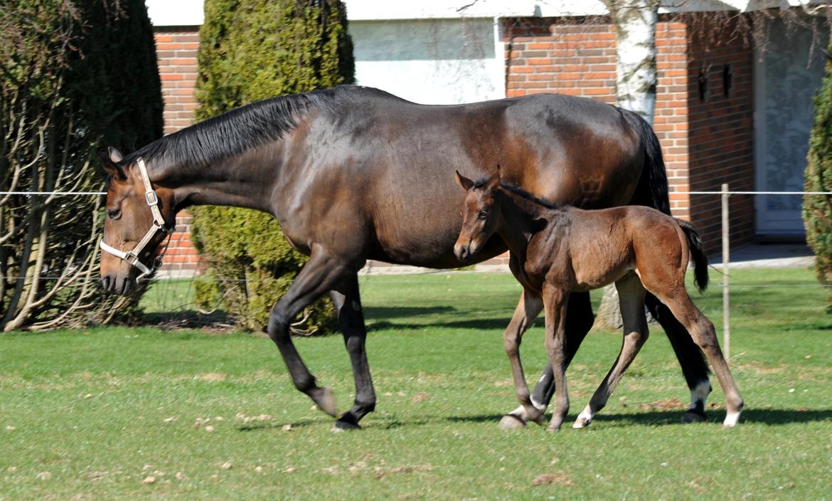 Dansk Varmblod Rosenheim billede 10