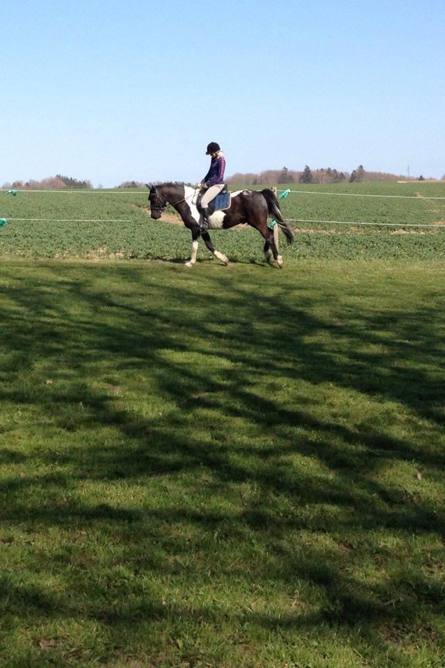 Pinto Team Ravnings Zander. billede 17