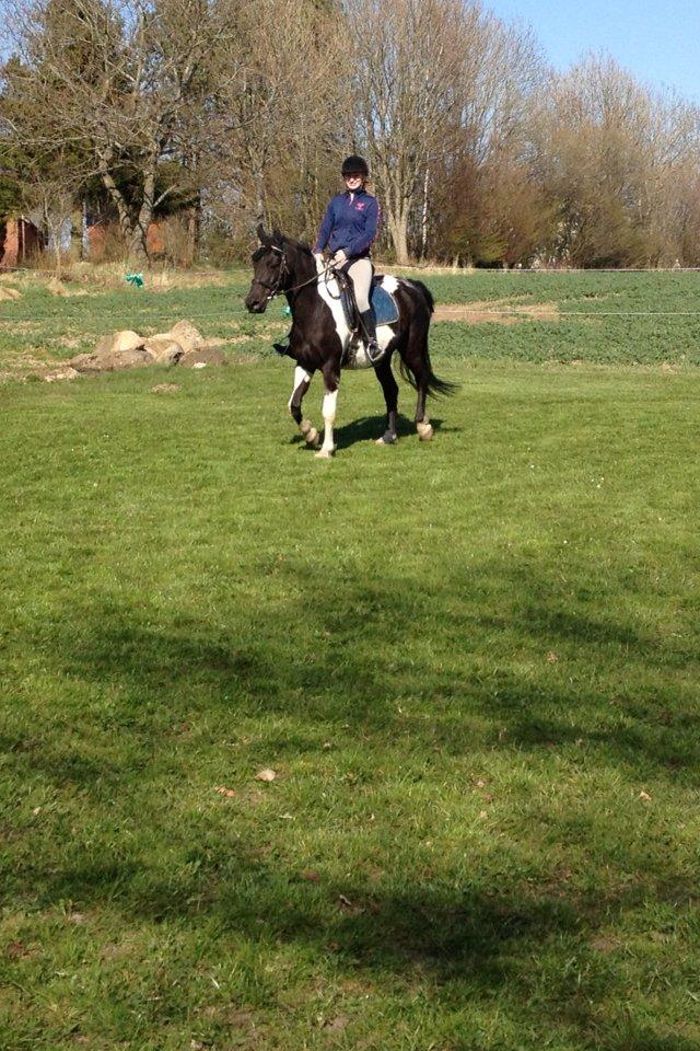 Pinto Team Ravnings Zander. billede 18