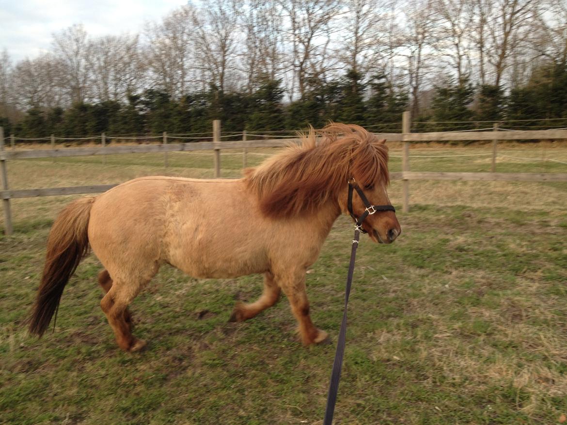 Islænder Baldur billede 10