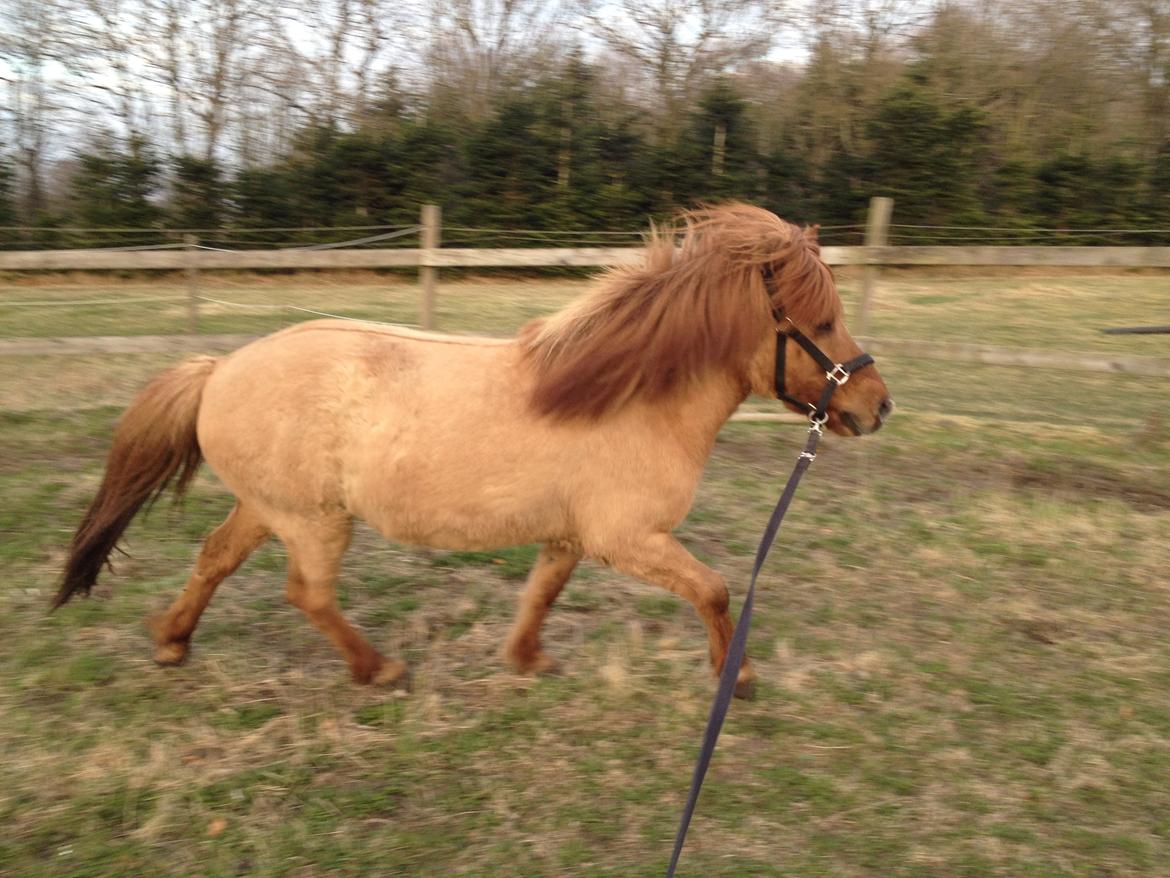 Islænder Baldur billede 1