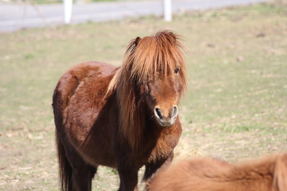 Shetlænder Olfert billede 1
