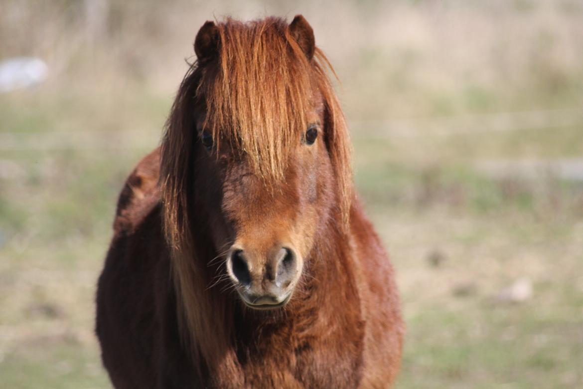 Shetlænder Olfert billede 2