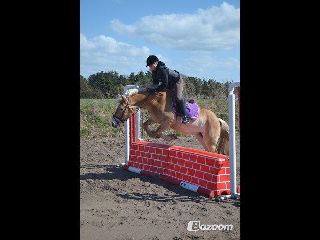 Haflinger Katinka - Første gang vi springer mur! <3
Foto: Matilde Bach Christensen billede 4