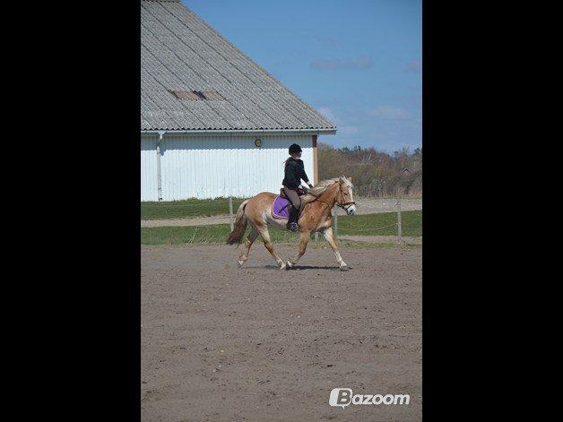 Haflinger Katinka - Foto: Matilde Bach Christensen billede 6