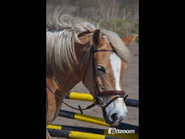 Haflinger Katinka - Her med sin nye hubertus trense :-) Foto: Matilde Bach Christensen billede 7