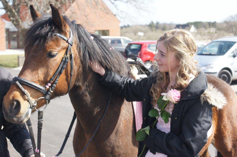 New Forest Angelina Bay -Drømmeponyen- - Min konfirmation og Angelinas fødselsdag billede 5