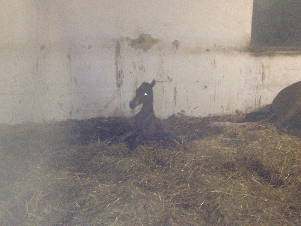 Trakehner Nellie af Gadensgaard billede 2