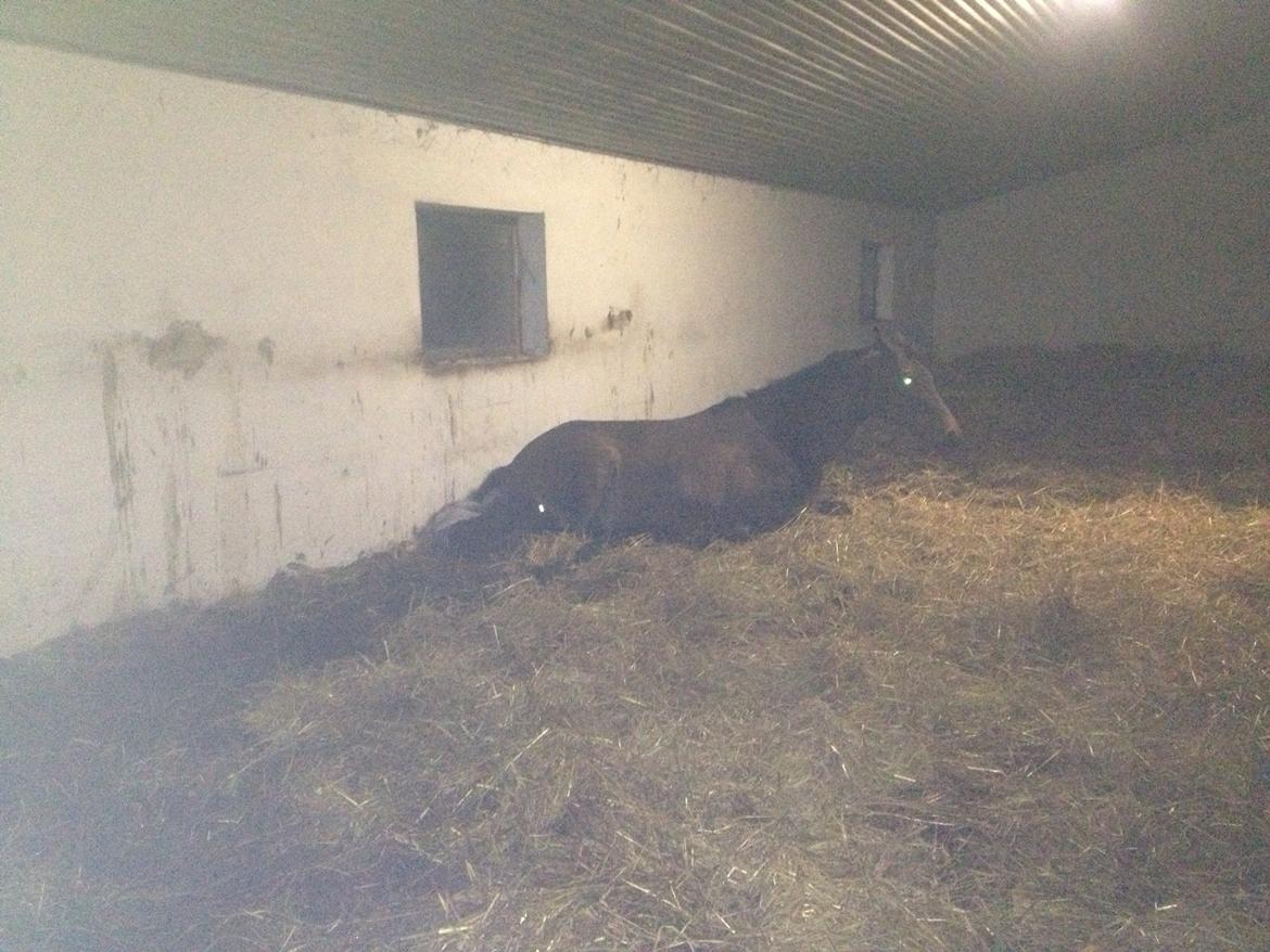 Trakehner Nellie af Gadensgaard billede 1