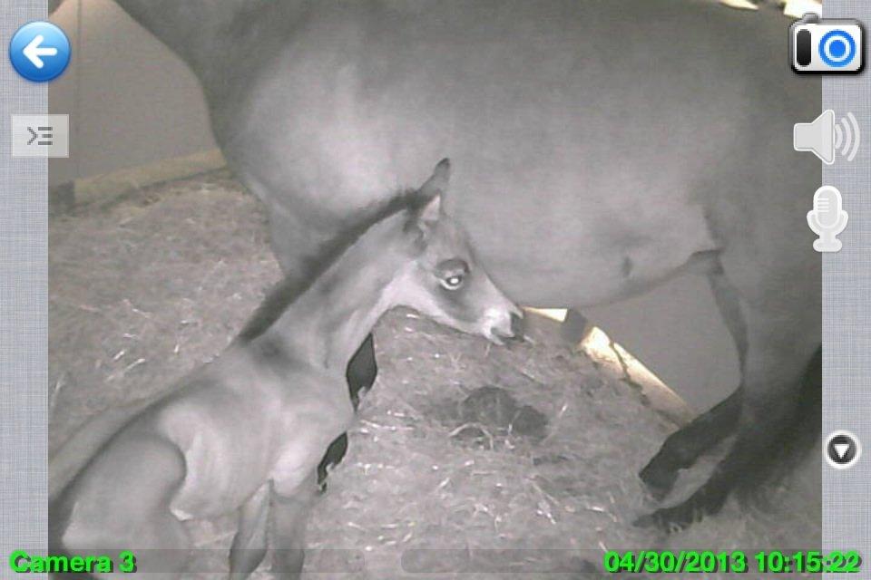 Trakehner Nellie af Gadensgaard billede 4