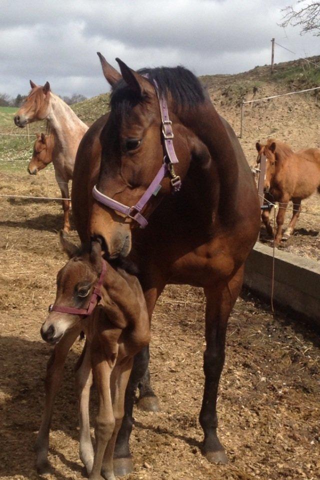 Trakehner Nellie af Gadensgaard billede 5