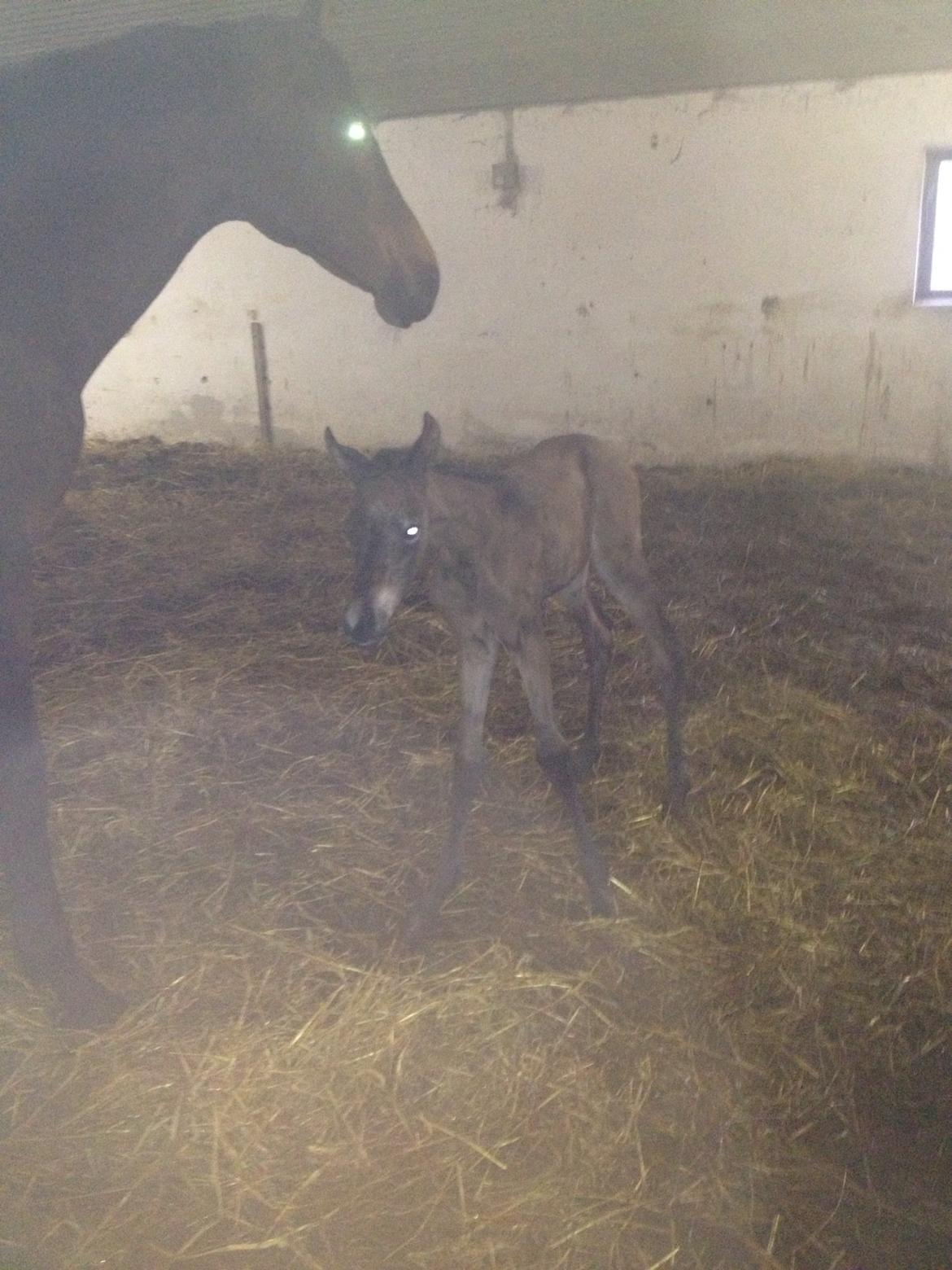 Trakehner Nellie af Gadensgaard billede 7