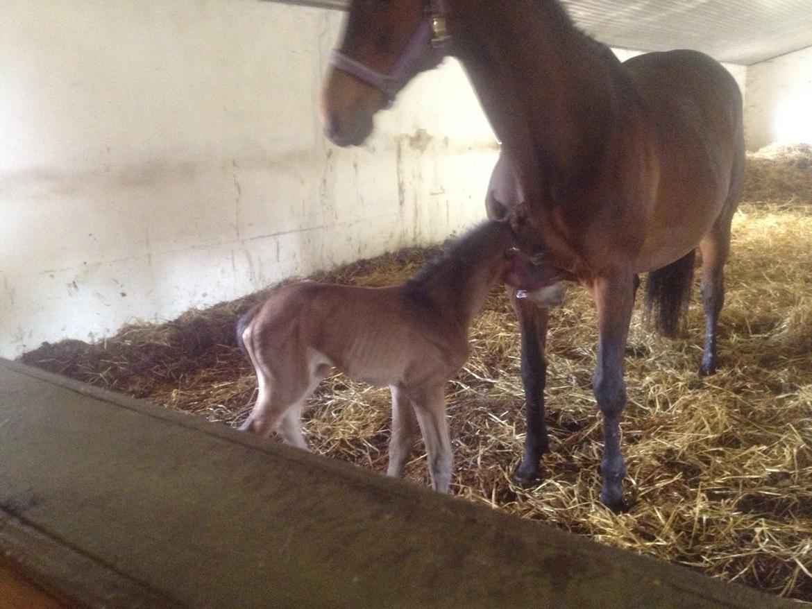 Trakehner Nellie af Gadensgaard billede 8