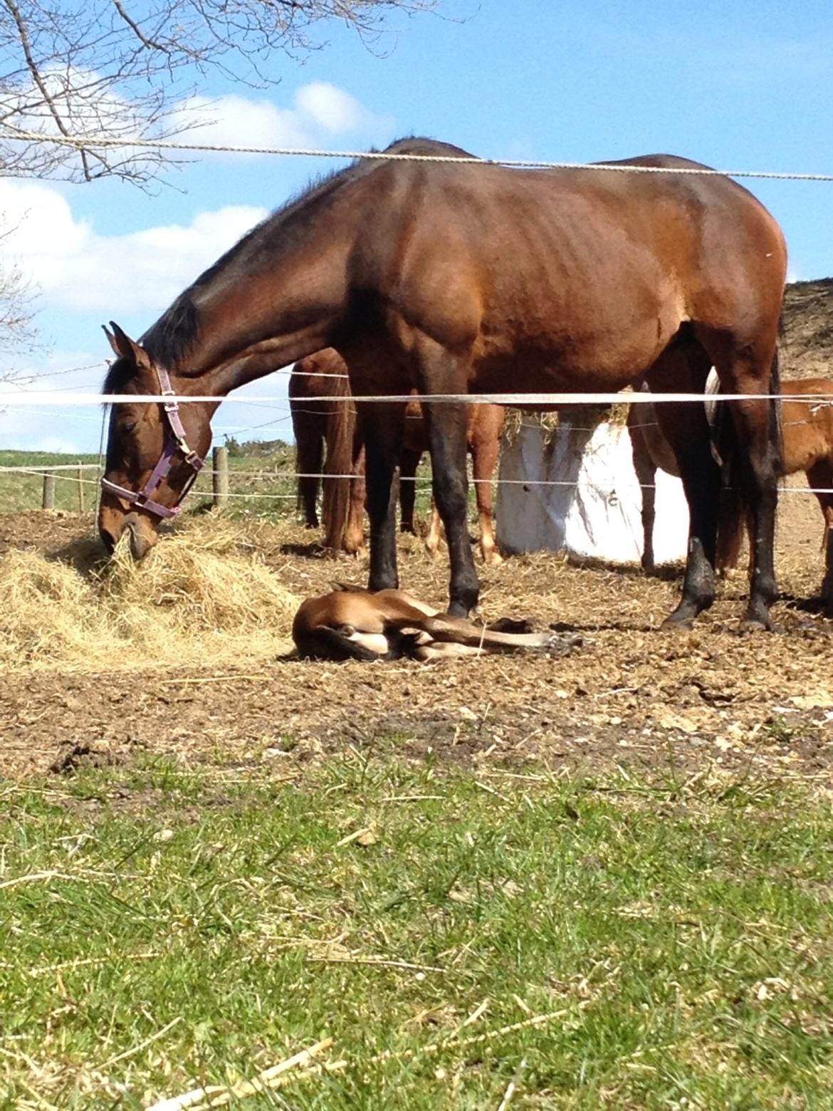 Trakehner Nellie af Gadensgaard billede 9