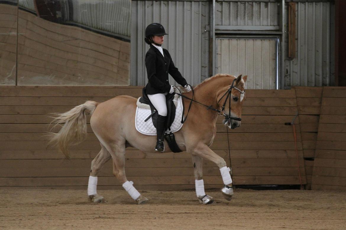 Haflinger Luca (guldponyen) - Dressur stævne med meget hidsig hest :) billede 8