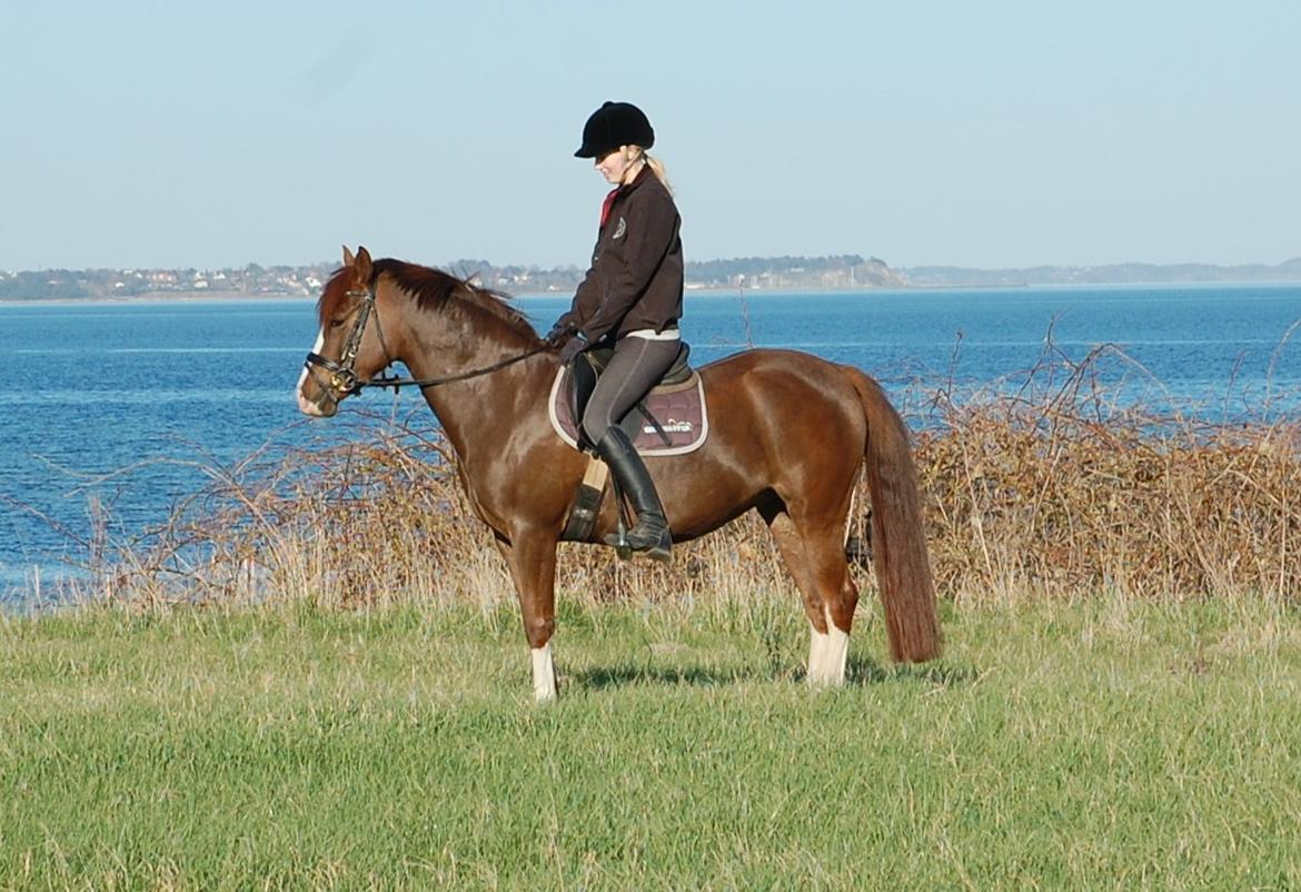 Anden særlig race Lykkebos Exotic Fire - Exotic 5 år billede 13