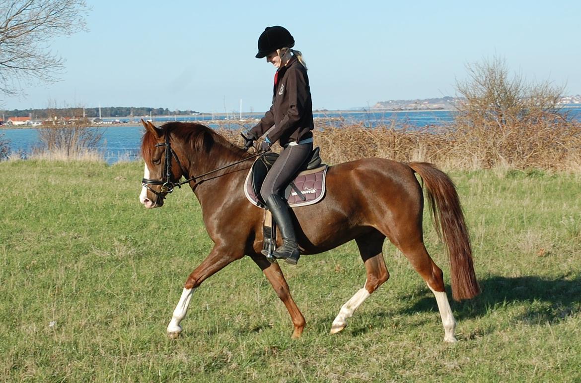 Anden særlig race Lykkebos Exotic Fire - Exotic 5 år billede 14