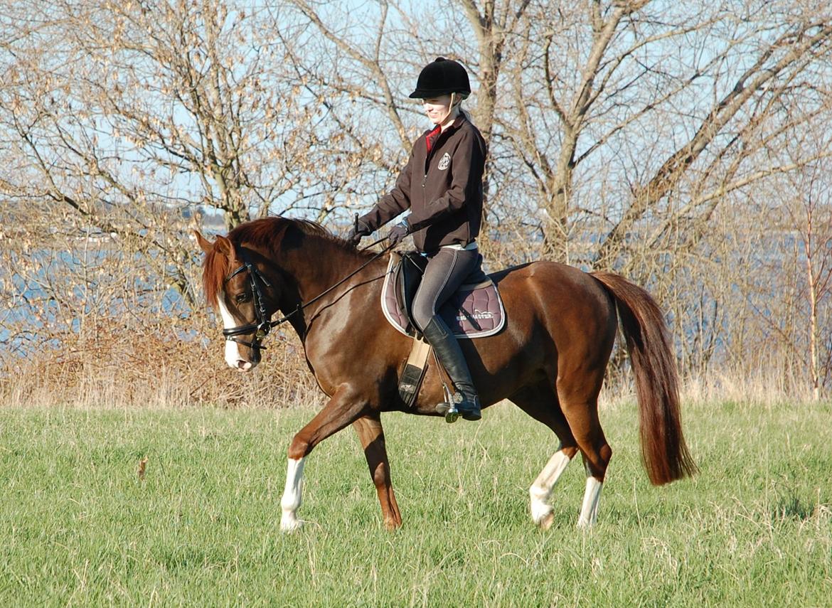 Anden særlig race Lykkebos Exotic Fire - Exotic 5 år billede 15