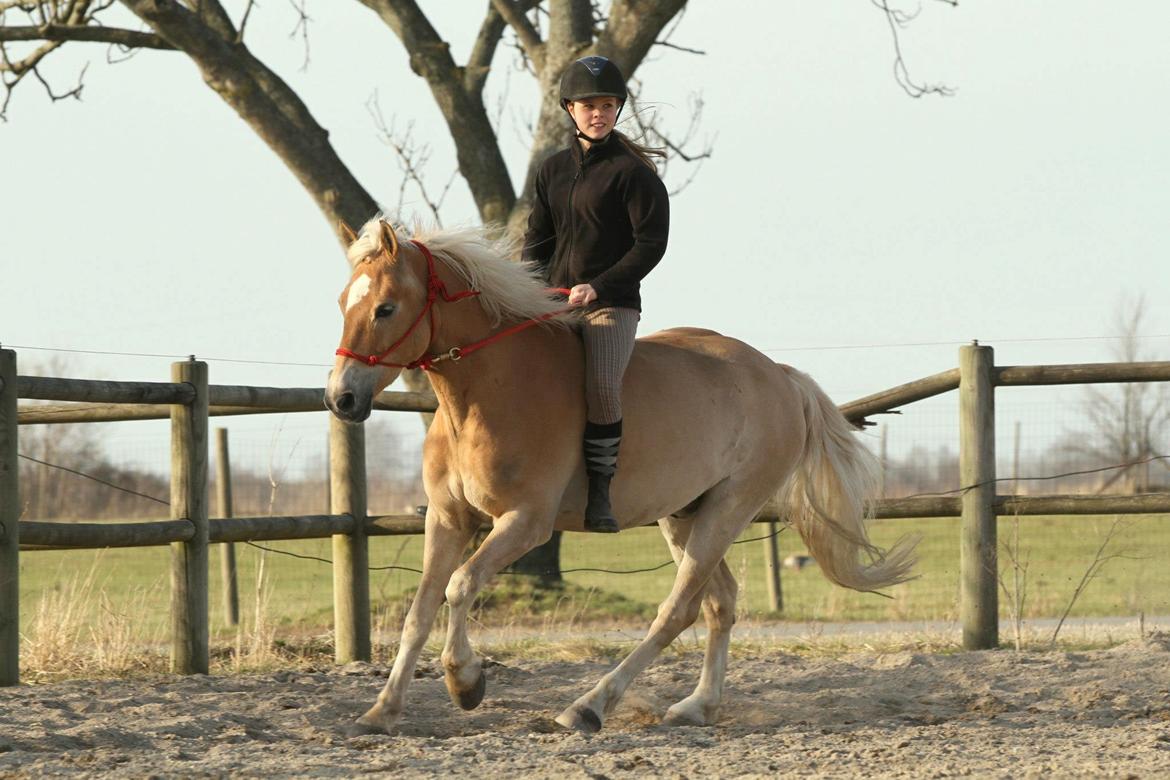 Haflinger Luca (guldponyen) - 100 % tillid! <3 billede 9