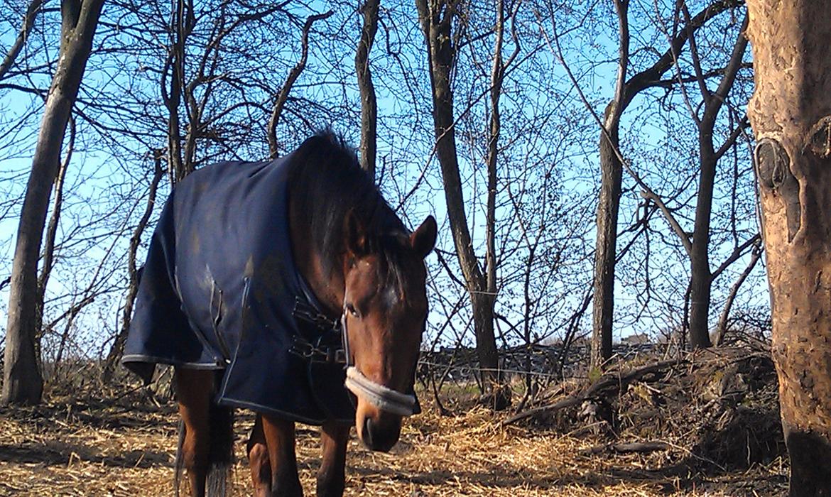 DSP Nuga - hun er lidt nysgerrig. billede 8