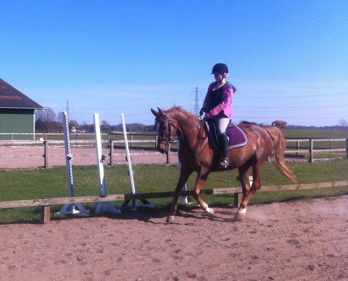 Sportsaraber (A) Selina billede 4