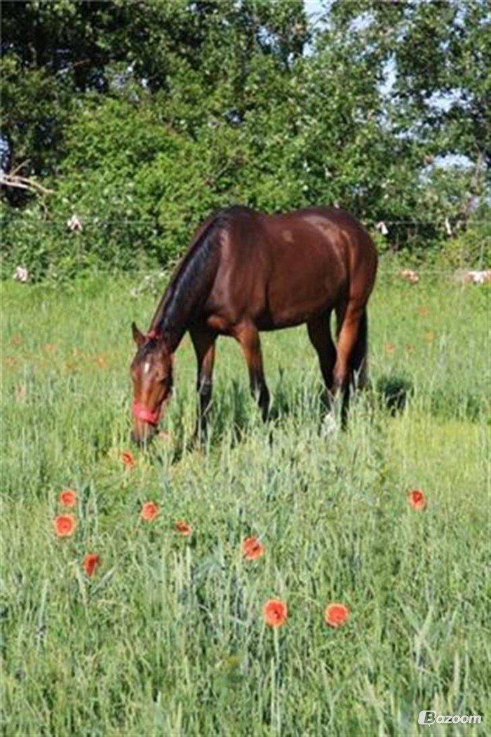 Oldenborg Wolhøjgaards Carola billede 2