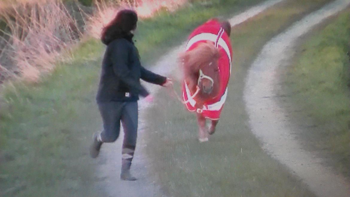 Shetlænder Samson - Samson fra i dag da han bare var FRISK!! hvor han laver et bukkespring. beklager kvaliteten men er taget ud af video!! <3 billede 18