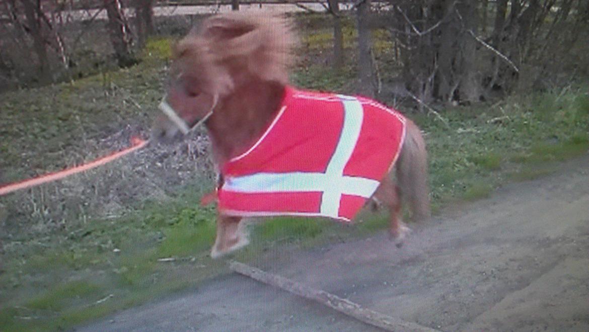 Shetlænder Samson - Min lille spring Samson!! <3 (beklager kvaliteten men er taget ud af video) billede 19