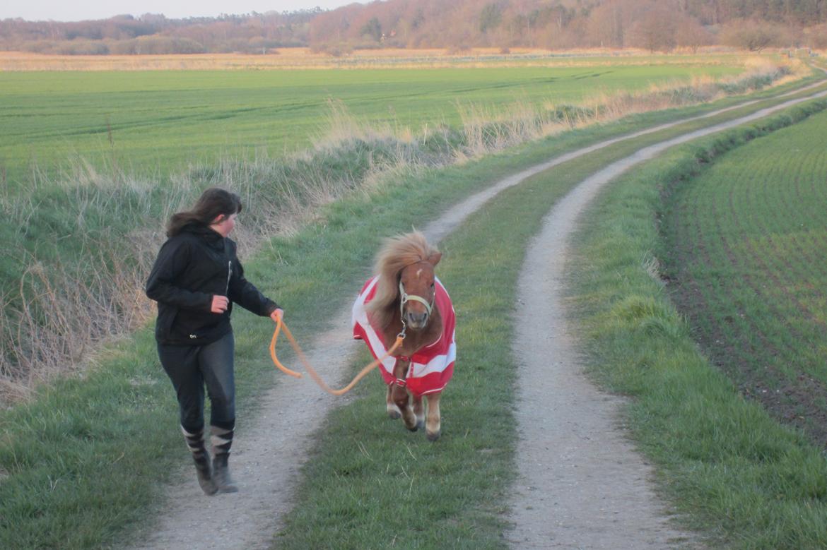 Shetlænder Samson - FREEDOM!! <3 billede 17