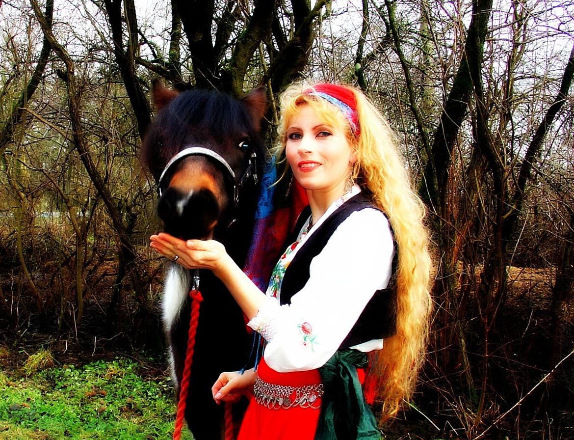 Irish Cob Maddie billede 1