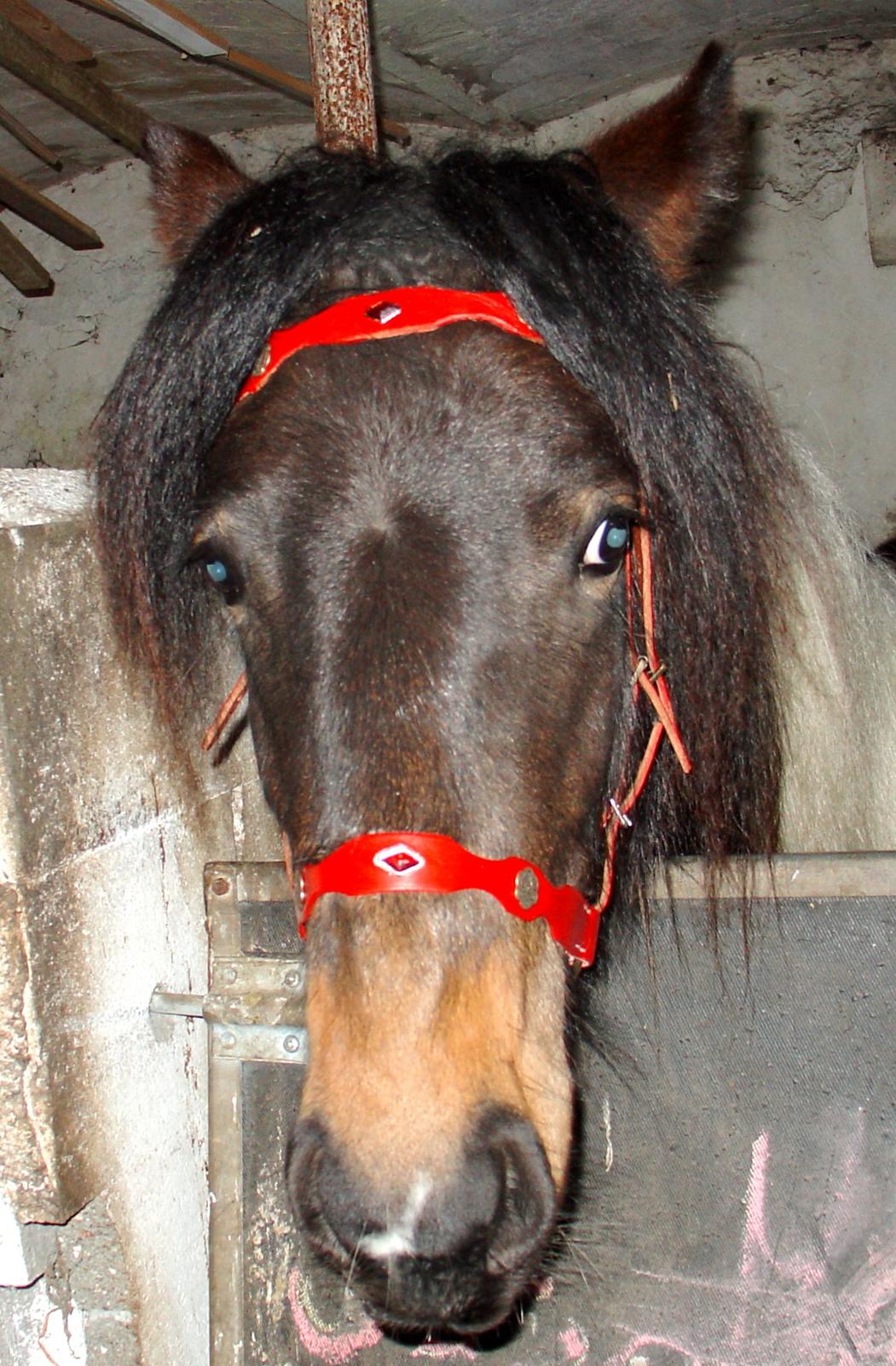 Irish Cob Maddie billede 2