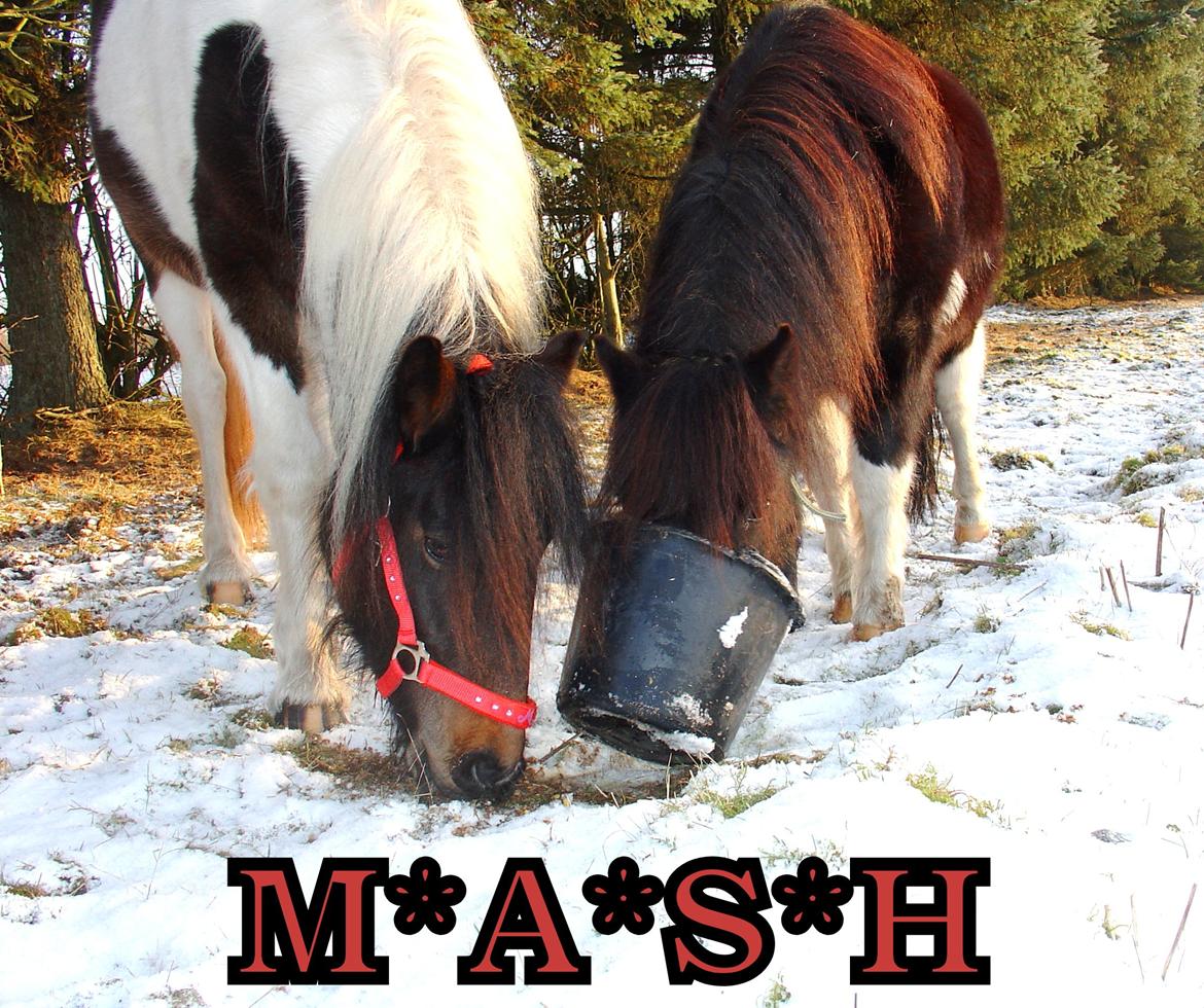 Irish Cob Maddie billede 3