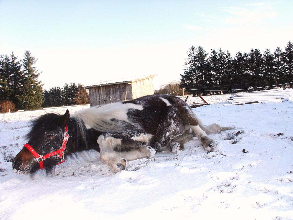 Irish Cob Maddie billede 4