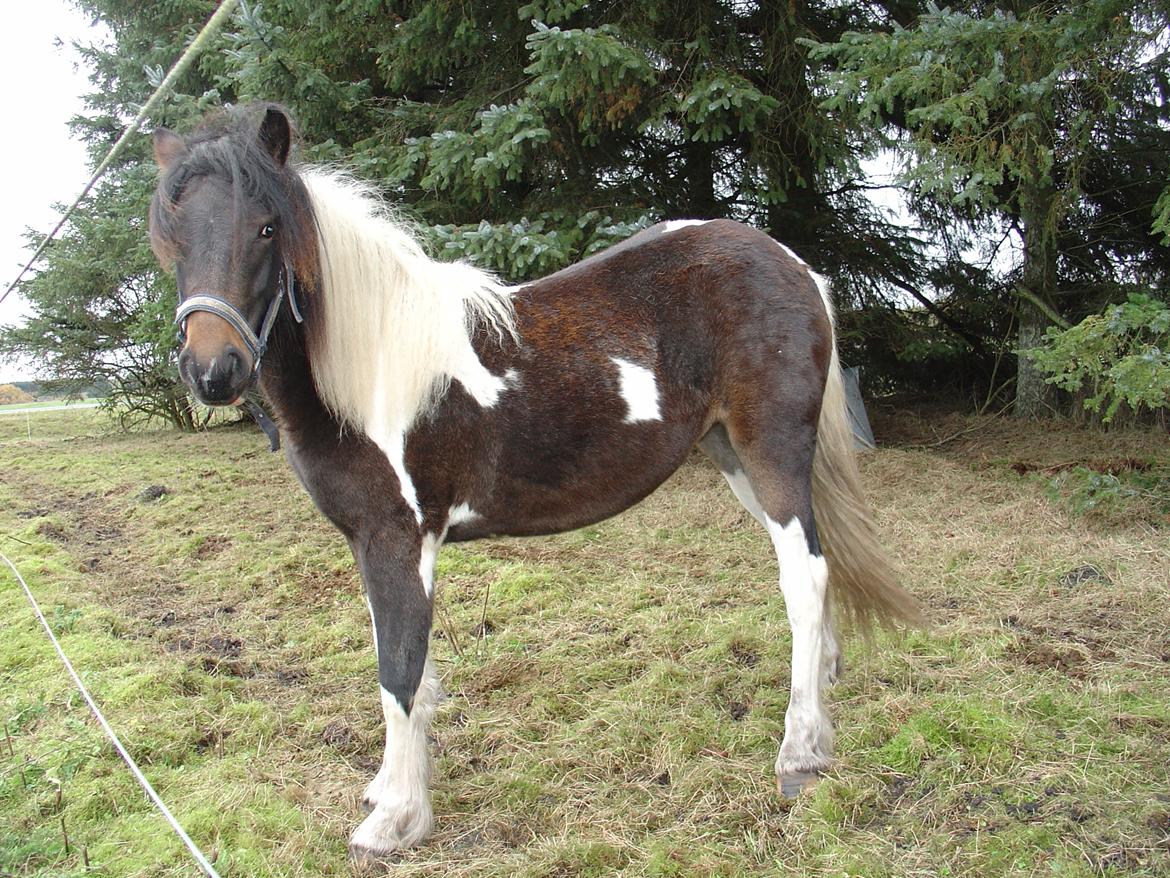 Irish Cob Maddie billede 5