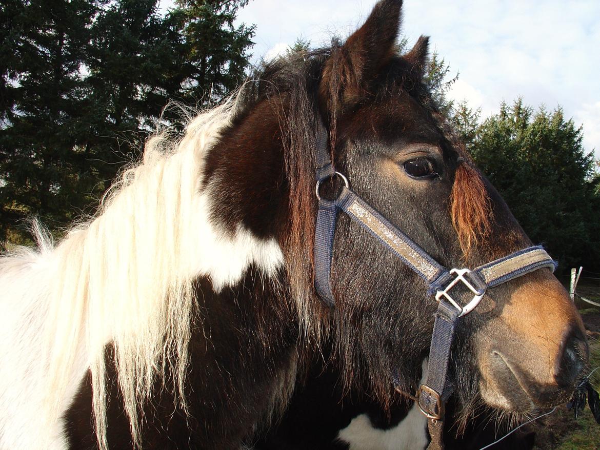 Irish Cob Maddie billede 6