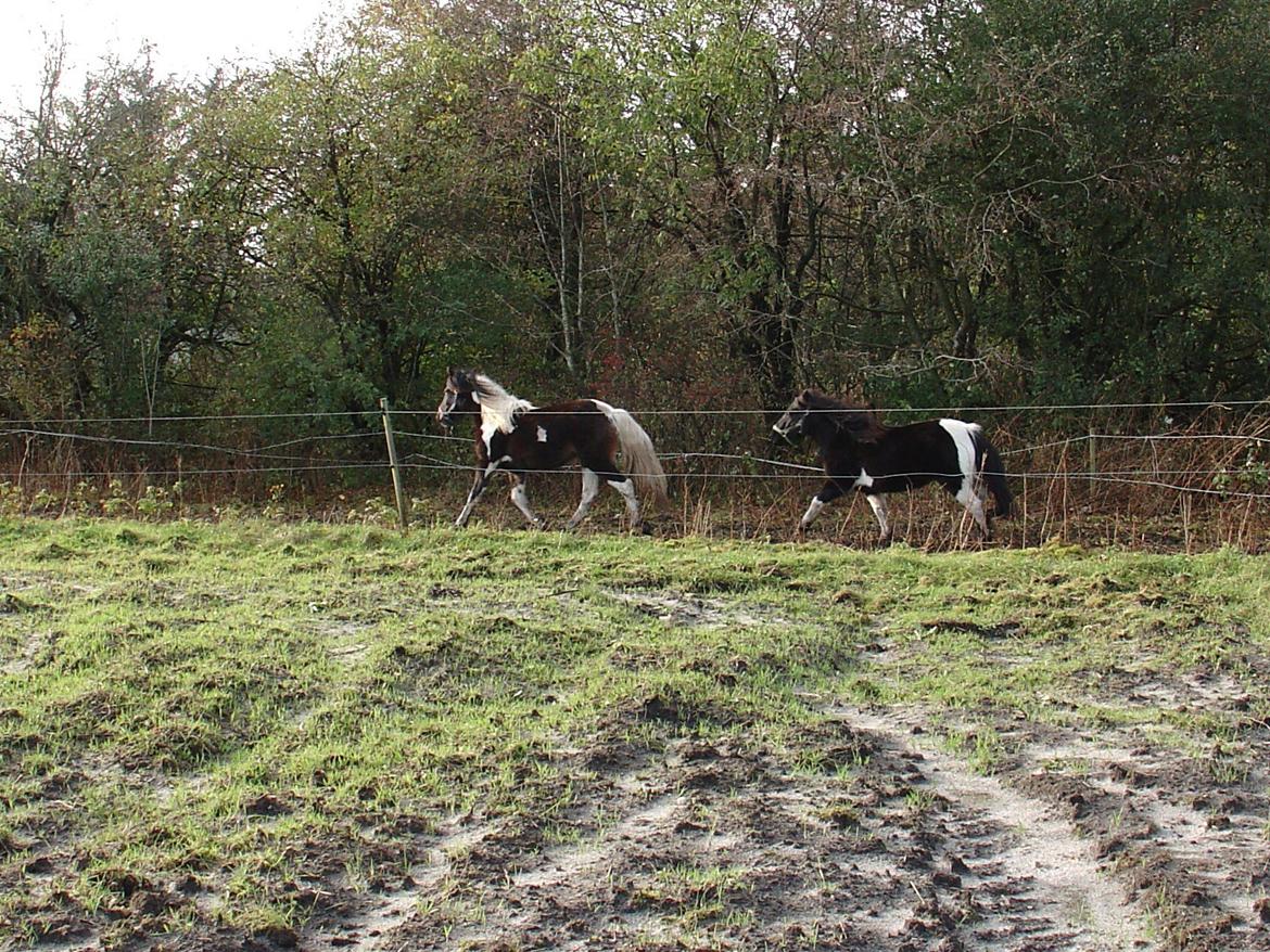 Irish Cob Maddie billede 7