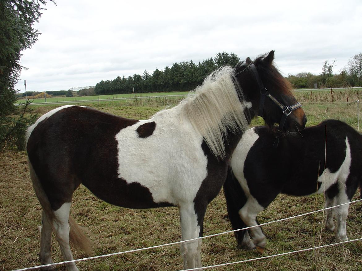 Irish Cob Maddie billede 8