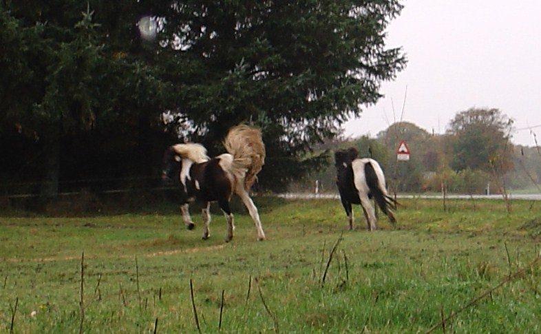 Irish Cob Maddie billede 9