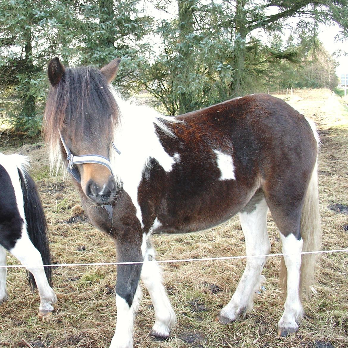 Irish Cob Maddie billede 10