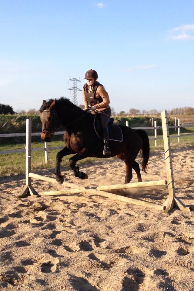 Dansk Varmblod Silhouette billede 17