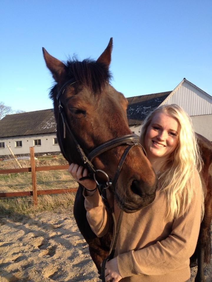 Dansk Varmblod Silhouette billede 18