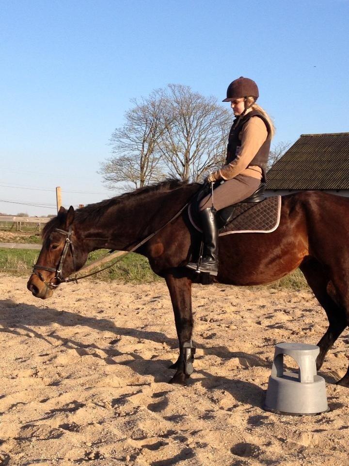 Dansk Varmblod Silhouette billede 19