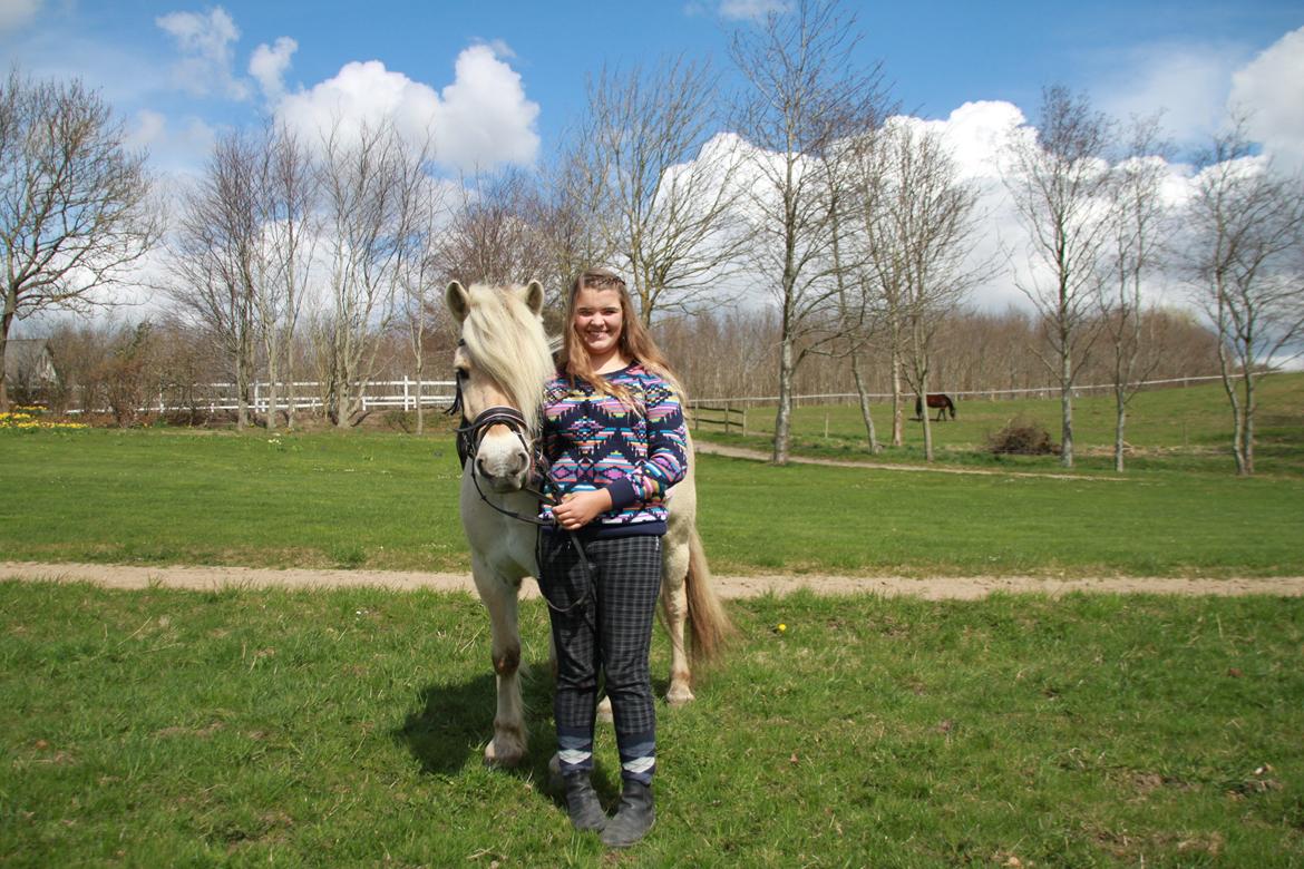 Fjordhest Højgaards Hella billede 18