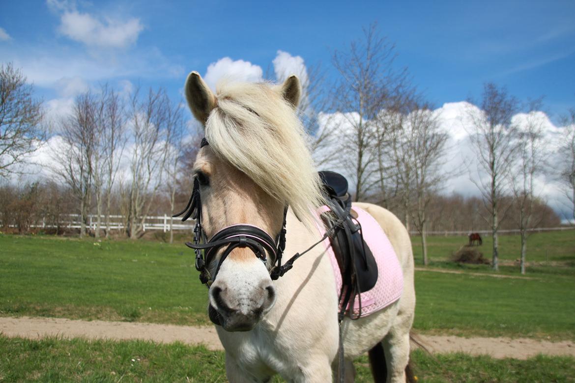 Fjordhest Højgaards Hella billede 4