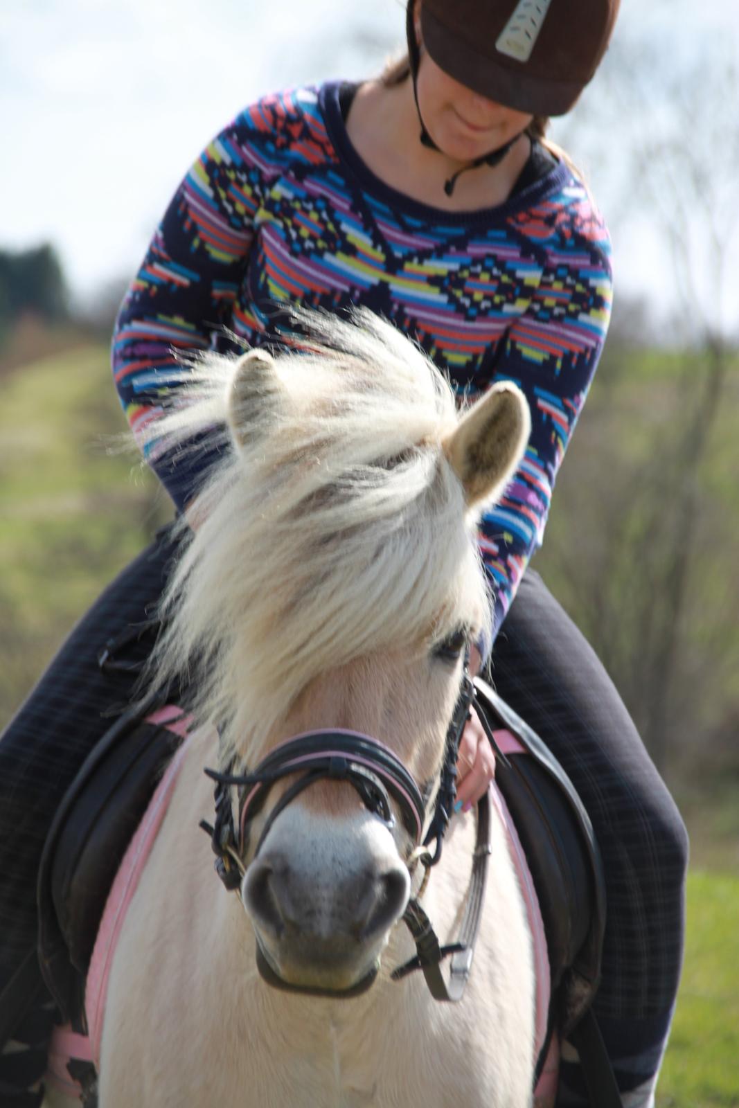 Fjordhest Højgaards Hella billede 20