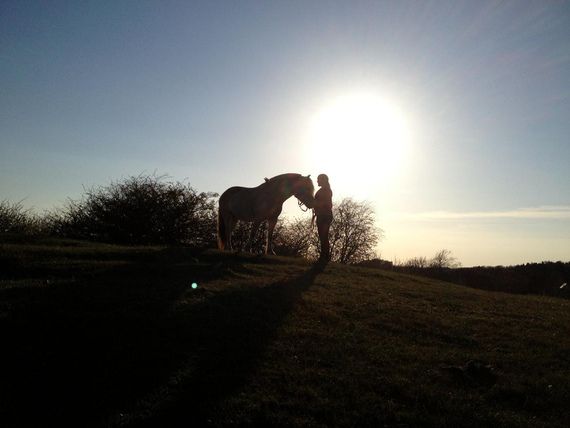 Fjordhest Højgaards Hella billede 3
